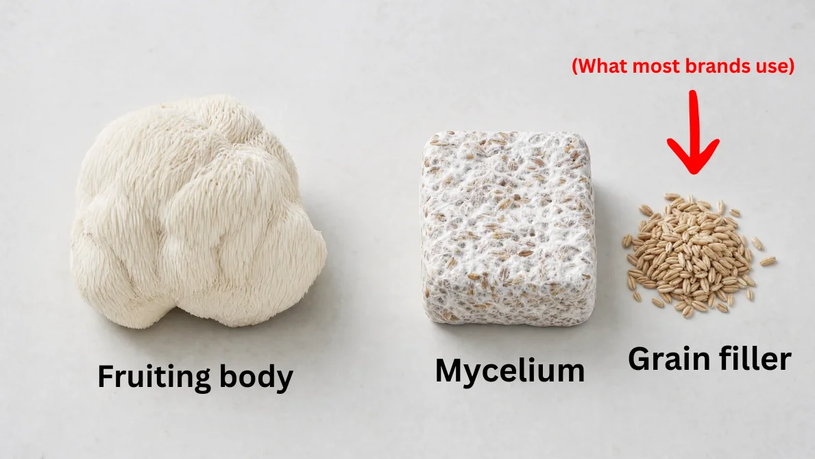 Visual comparison showing a whole fruiting body mushroom cap, a block of mycelium grown on grain, and raw grain filler.